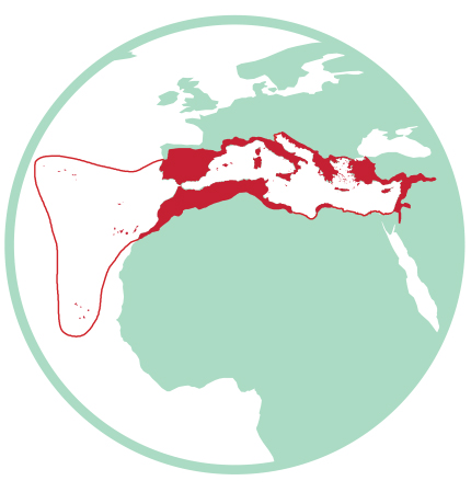 Mediterranean Basin