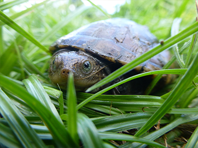Yellow bellied mud turtle